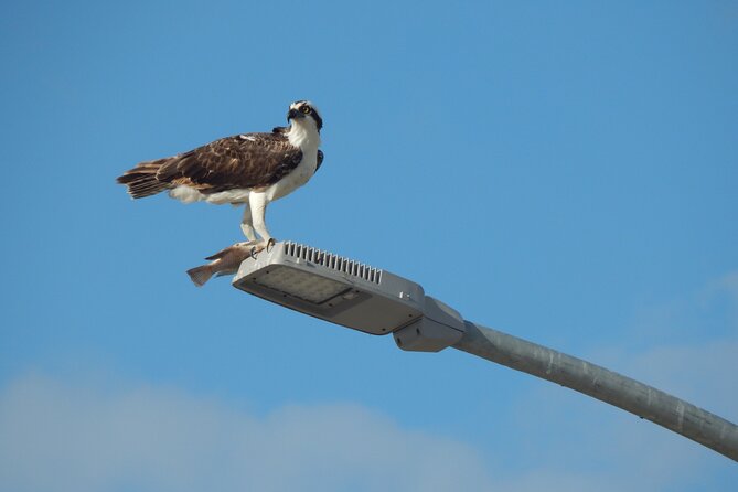 Nichupte Lagoon Wildlife Tour - The four-hour question you should ask