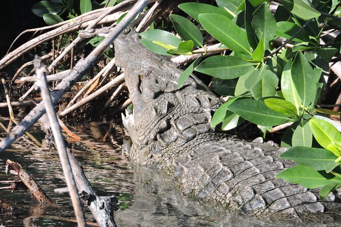 Nichupte Lagoon Wildlife Tour - The 5 pm start and sunset setting