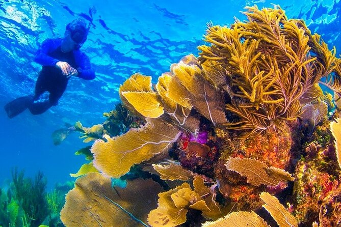 Nizuc Reef Snorkel Experience - From Aquaworld to Punta Nizuc