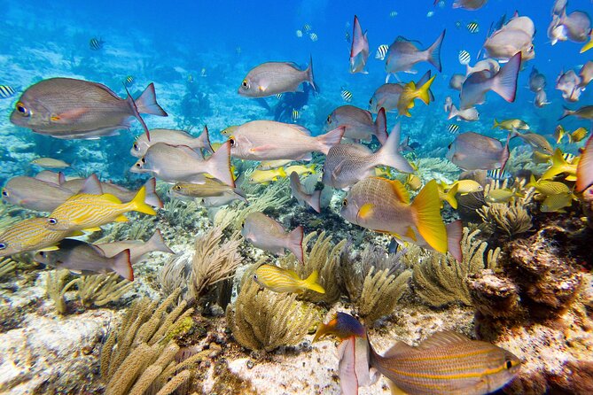 Open Water Certification Course-PADI - Day one: turning online study into usable skills