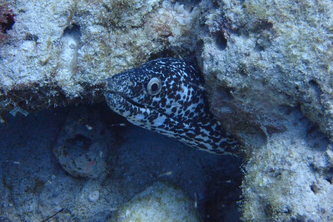 Open Water Certification Course-PADI - Day three: two more sessions and graduation