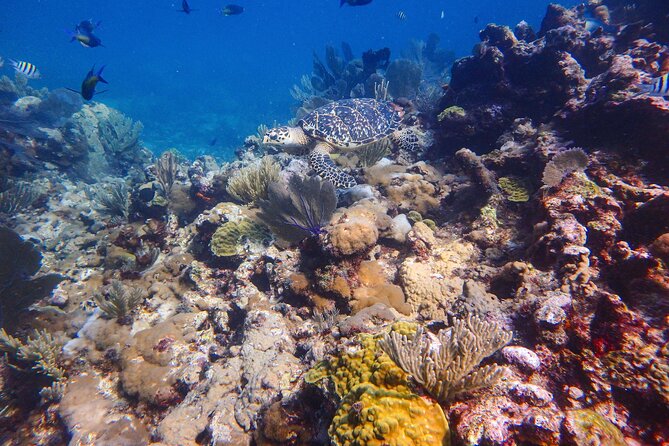 Open Water Certification Course-PADI - Is $520 a fair price?