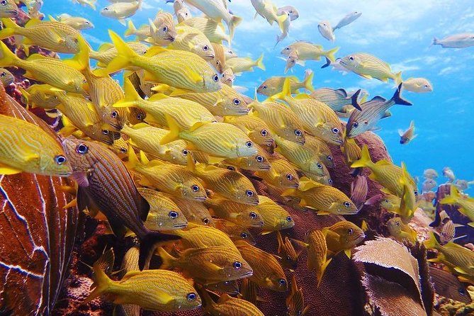 Open Water Diver course PADI in Cancun - How the three-day schedule affects your holiday