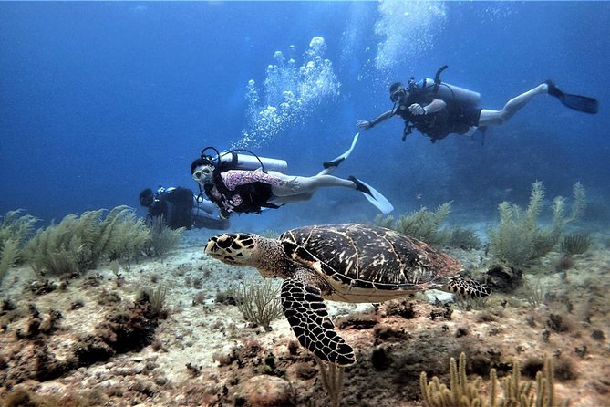 Open Water Diver course PADI in Cancun - What the $600 price includes
