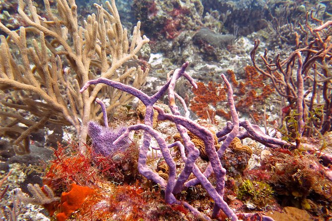 Open Water Diver course PADI in Cancun - The human side of learning to scuba