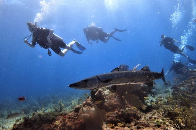 Open Water Diver course PADI in Cancun - Who will get the most from this course