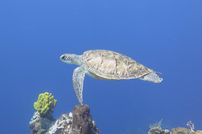 Open Water Diver course PADI in Cancun - From theory to pool work