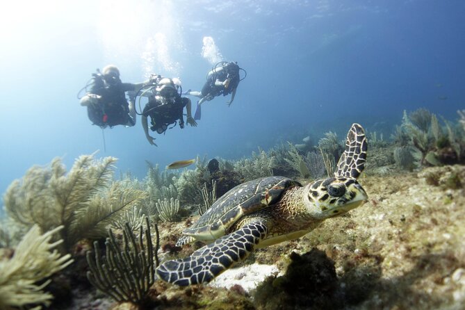 PADI Discover Scuba Diving for divers without certification - The second session at Manchones Reef