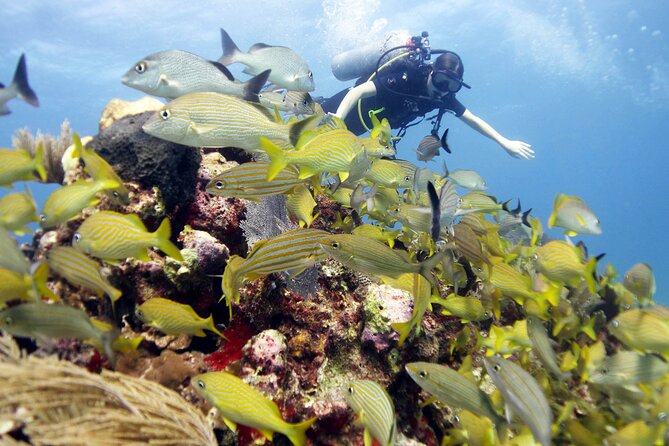 PADI Open Water Diver Course - The physical side of the certification