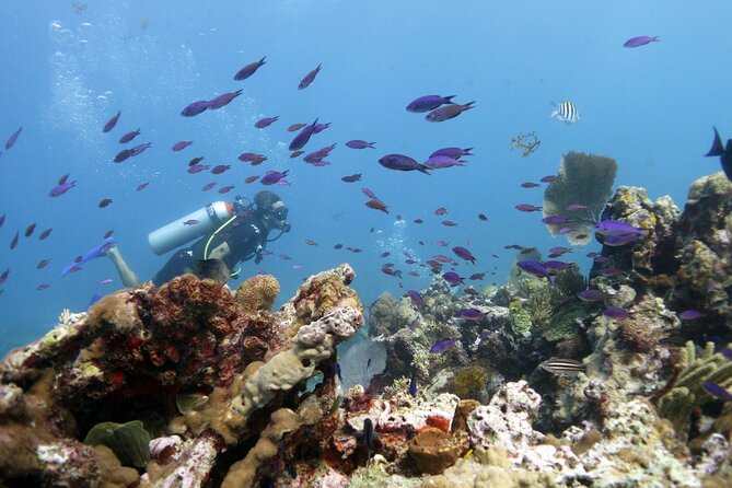 PADI Open Water Diver Course - What the MUSA visit adds to the price