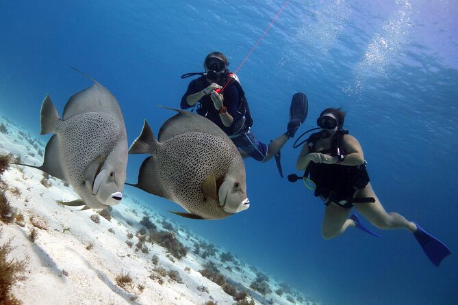 PADI Open Water Diver Course - Who should book this Isla Mujeres course