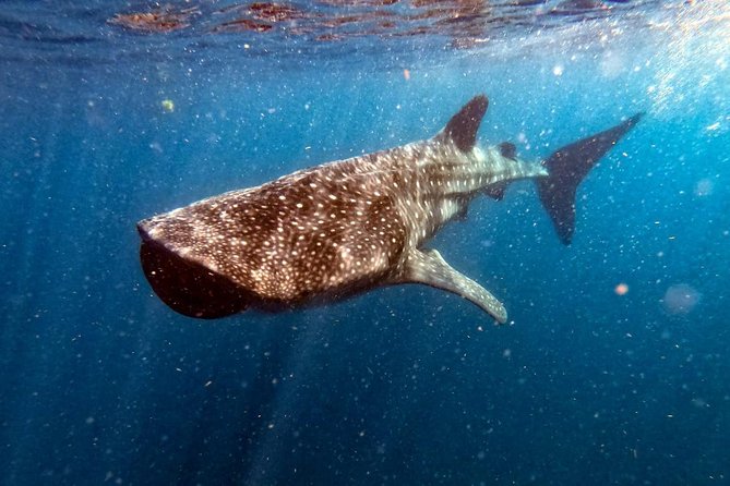 Private and Shared Whale Shark Tour from Tulum - The 5 a.m. start from Tulum
