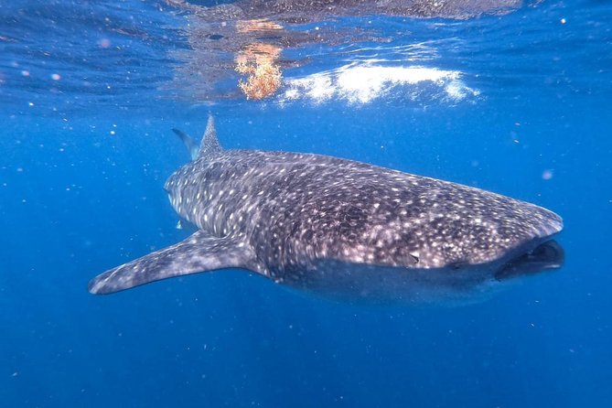 Private and Shared Whale Shark Tour from Tulum - What the $255 price really covers