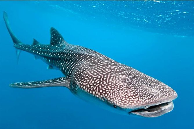 Private and Shared Whale Shark Tour from Tulum - Boarding the 30-foot boat in Cancun