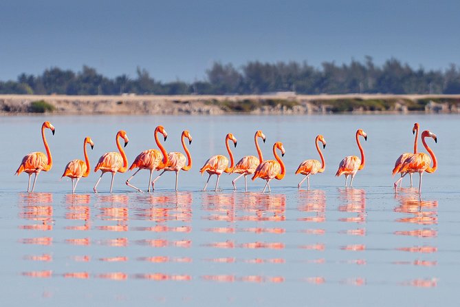 Private Chichen Itza, Cenote Ik Kil, Rio Lagartos & Las Coloradas - Chichen Itza: begin with the Yucatan’s great Maya site