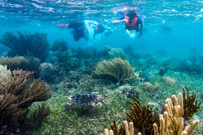 Private (only you) Reef Snorkeling in Puerto Morelos 2x40 minutes - Why Puerto Morelos is a smart snorkeling base