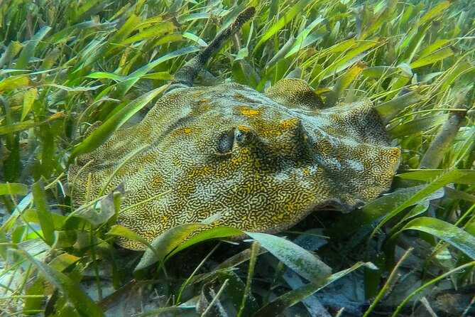 Private (only you) Reef Snorkeling in Puerto Morelos 2x40 minutes - Boarding in Puerto Morelos and reaching the reef