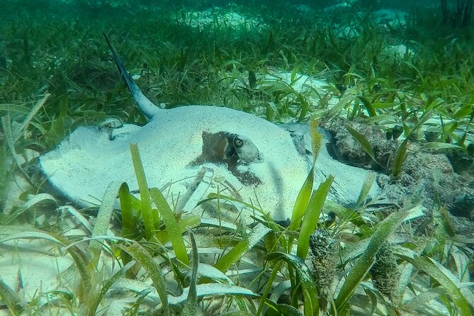 Private (only you) Reef Snorkeling in Puerto Morelos 2x40 minutes - What the two 40-minute swims are like