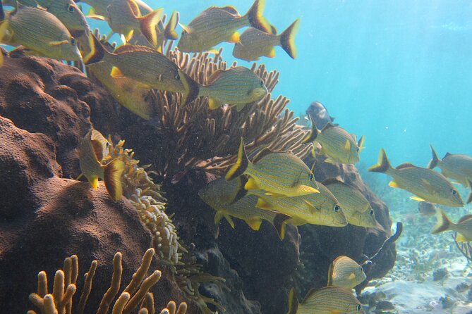 Private (only you) Reef Snorkeling in Puerto Morelos 2x40 minutes - How much value do you get for $185?