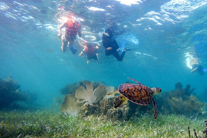 Private (only you) Reef Snorkeling in Puerto Morelos 2x40 minutes - A direct hotel pickup keeps the morning simple