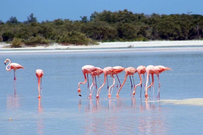 Private Rio Lagartos Flamingo and pink lakes - Why Ría Lagartos Is Worth the Long Ride