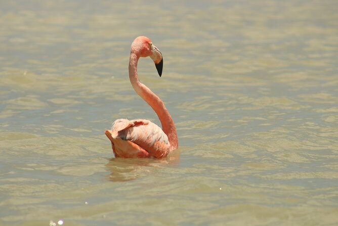 Private Rio Lagartos Flamingo and pink lakes - The Four-Hour Boat Ride Through the Biosphere