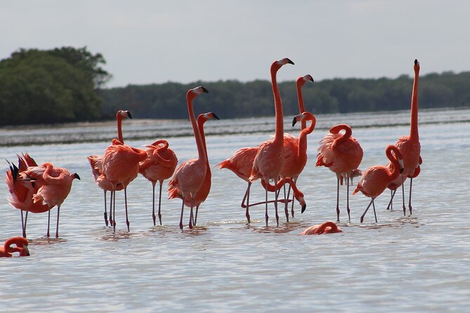 Private Rio Lagartos Flamingo and pink lakes - Lunch, Sun, and Other Things to Pack