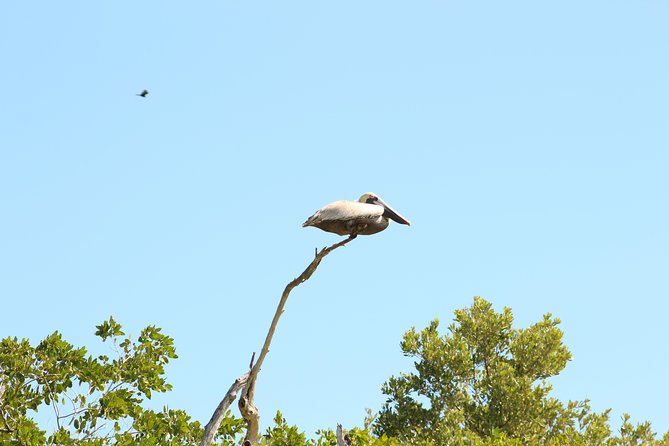 Private Rio Lagartos Flamingo and pink lakes - Is the $40 Cancun Fee Worth It?
