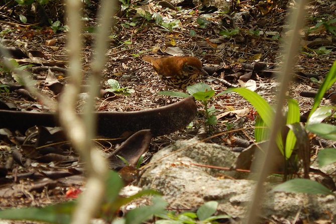 Private Tour: Birdwatching from Cancun - The birds you may find