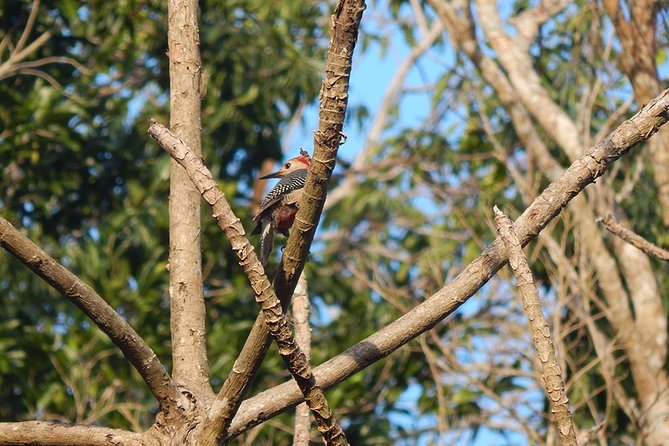 Private Tour: Birdwatching from Cancun - Weather, walking, and the limits of birding