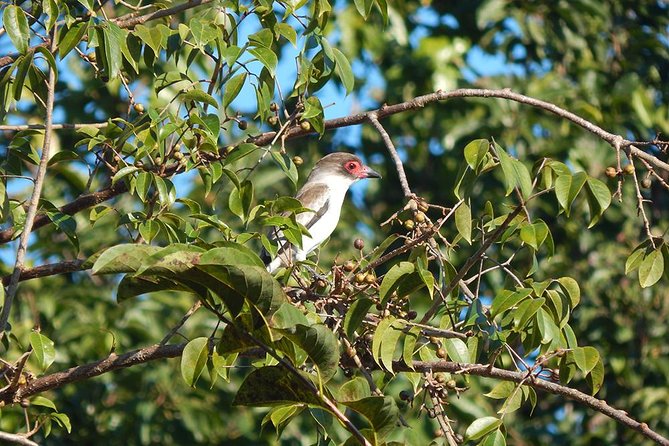 Private Tour: Birdwatching from Cancun - Snack, coffee, and the return ride