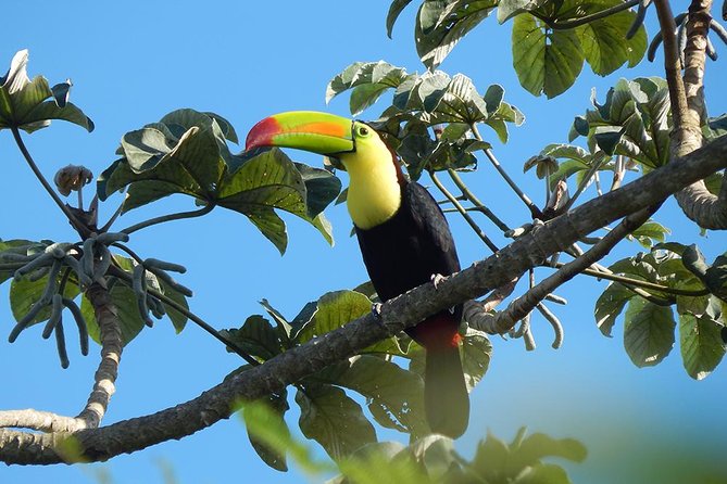 Private Tour: Birdwatching from Cancun - Is $525 good value for a private group?