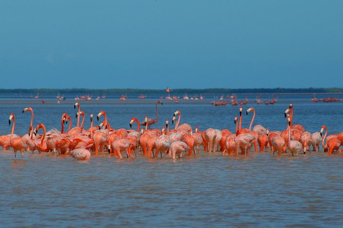 Private Tour: Ek Balam, Pink Flamingos Sanctuary and Tequila Tasting Factory - Las Coloradas, salt water, and a small boat