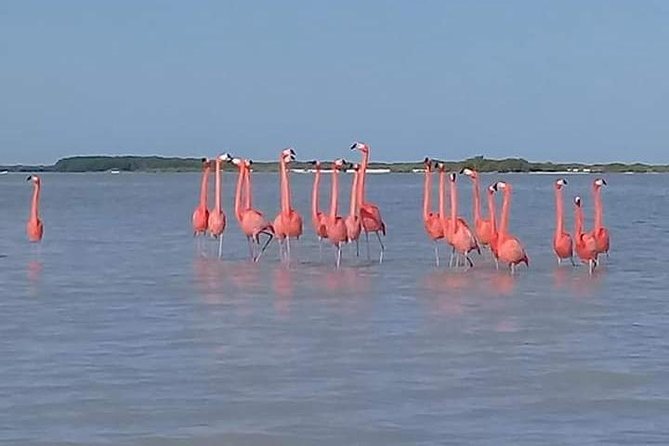 Private Tour: Pink Flamingos, Maya Temples and Ek Balam - Ek Balam and its 40-meter main temple