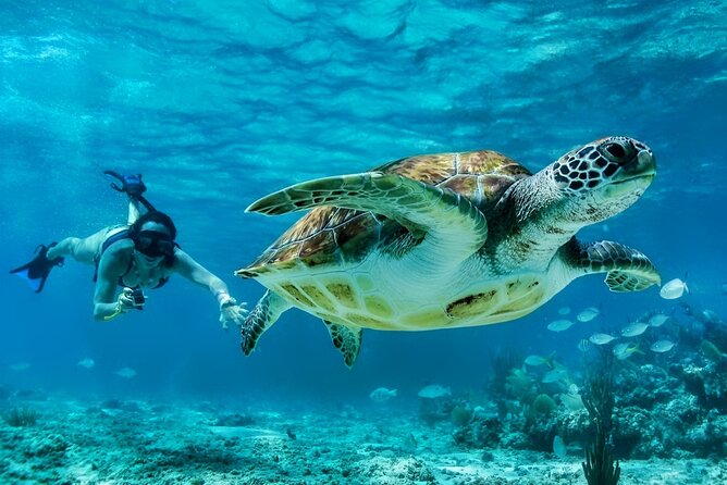 Private Tulum Mayan Ruins & Swimming with Turtles Experience - Akumal Beach and the turtle swim