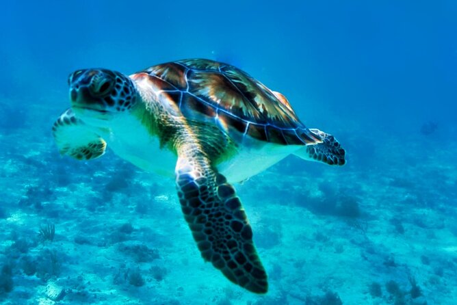 Private Tulum Mayan Ruins & Swimming with Turtles Experience - Should you book the Akumal and Tulum day trip?