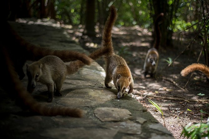 Private Tulum Ruins, Reef Snorkel & Cenote Adventure - Timing, pickup, and the shape of the day