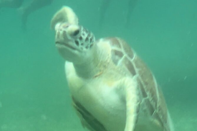 Private VW Beetle Tour Swim with Turtles, Visit Tulum Ruins&Town - Swimming with turtles at Akumal Beach