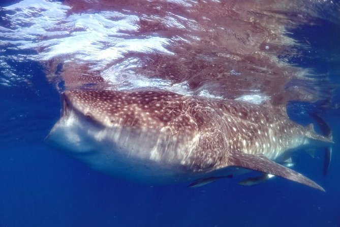 Private Whale shark Ecofriendly tour from Cancun - Why whale shark season makes this a special Cancun day