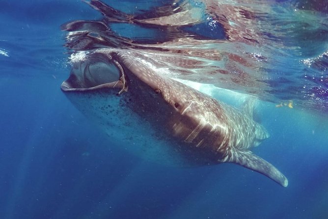 Private Whale shark Ecofriendly tour from Cancun - 8:00 a.m. departure into the Caribbean Sea