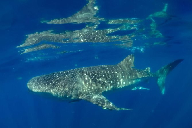 Private Whale shark Ecofriendly tour from Cancun - Snorkeling beside the world’s biggest fish