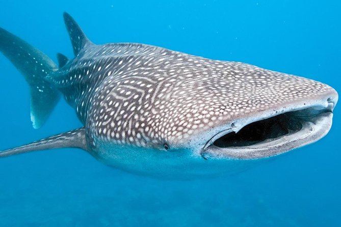 Private Whale shark Ecofriendly tour from Cancun - Reef snorkeling, ceviche, and guacamole