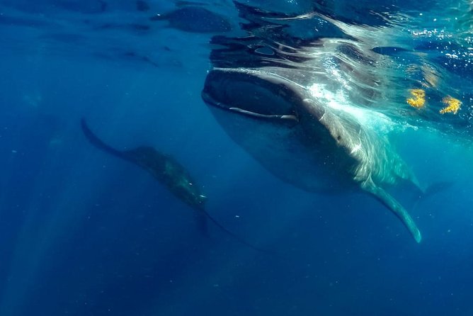 Private Whale shark Ecofriendly tour from Cancun - What the $895 price really buys you