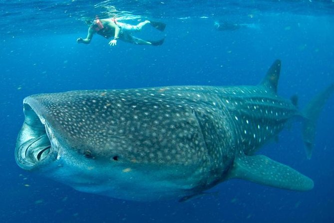 Private Whale shark Ecofriendly tour from Cancun - Who will get the most from this private tour