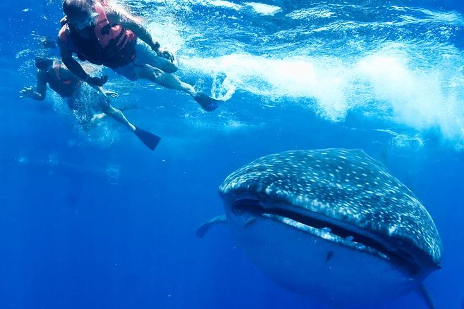Private Whale shark Ecofriendly tour from Cancun - 7:00 a.m. pickup from Cancun’s Hotel Zone