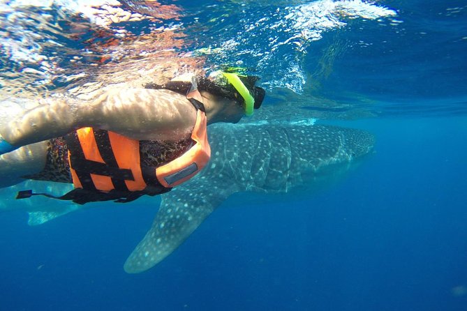Private Whale Shark Tour from Cancun - Meeting whale sharks in the protected area