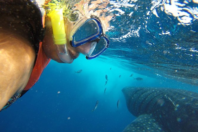 Private Whale Shark Tour from Cancun - What the guide adds to the experience
