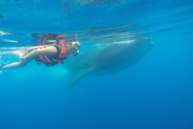 Private Whale Shark Tour from Cancun - Lunch on Isla Mujeres