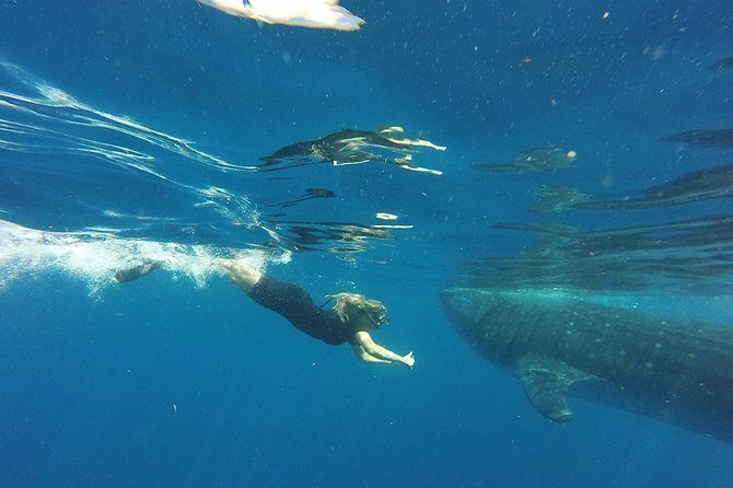 Private Whale Shark Tour from Cancun - The return to Cancun