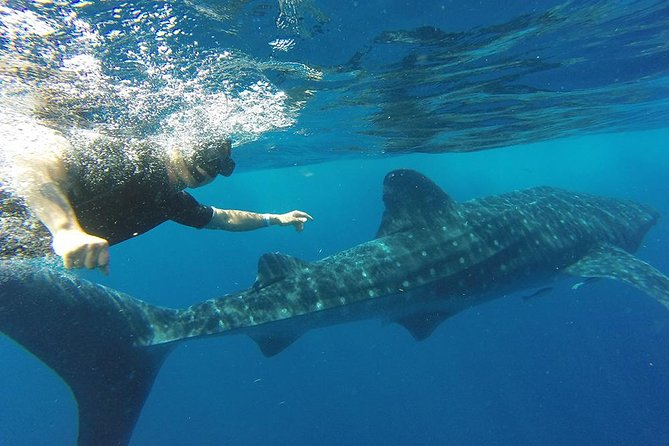 Private Whale Shark Tour from Cancun - What the $1,780 price really means